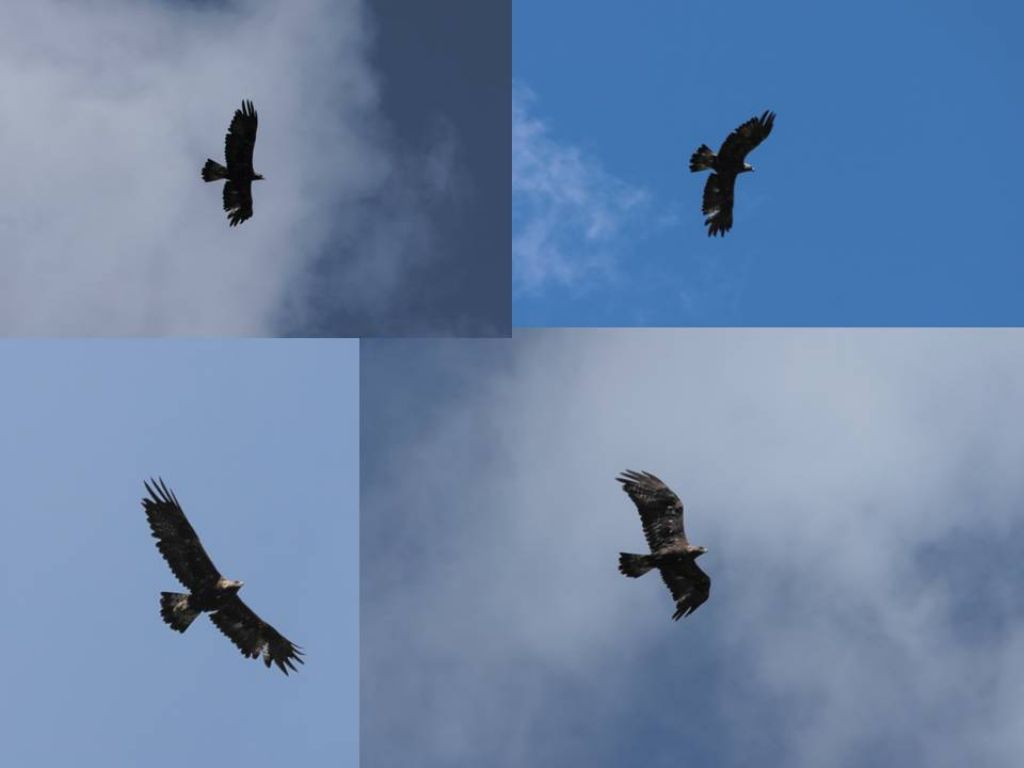 aquila del Baldo?